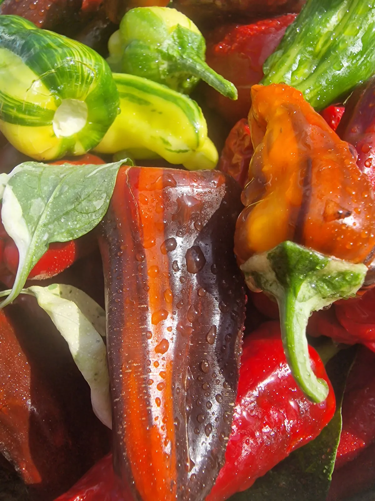 Bryans Blood Mix Pheno Chilli Seeds - Image 8