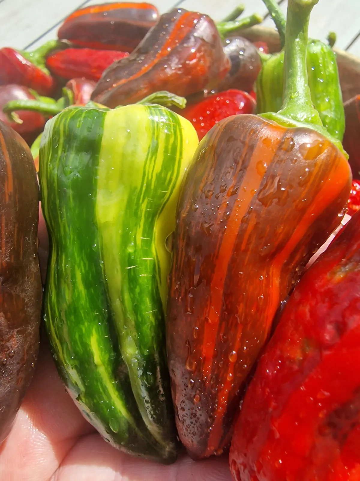 Bryans Blood Mix Pheno Chilli Seeds - Image 10