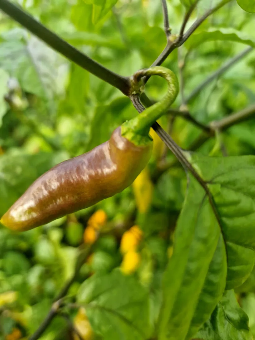 Goronong x PDN Yellow Chilli Seeds - Image 2