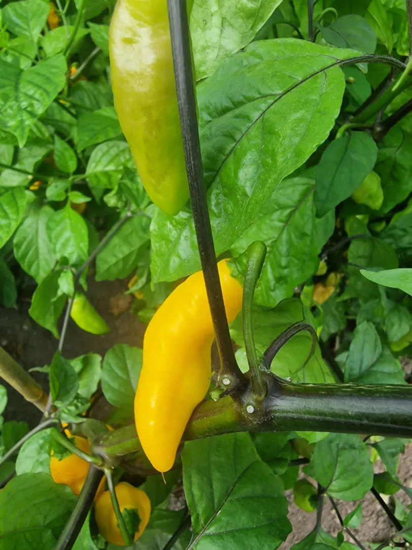 Goronong x PDN Yellow Chilli Seeds - Image 3