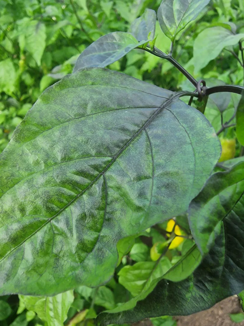 Goronong x PDN Yellow Chilli Seeds - Image 4