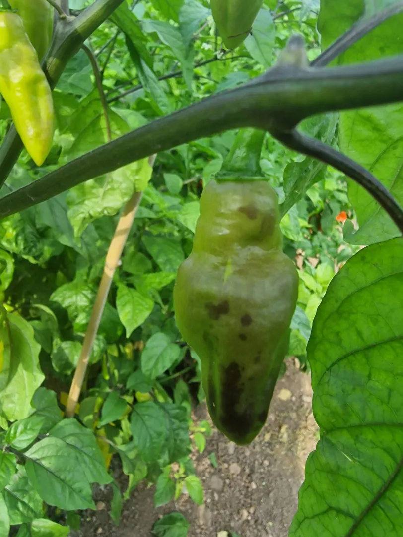 Goronong x PDN Yellow Chilli Seeds - Image 5