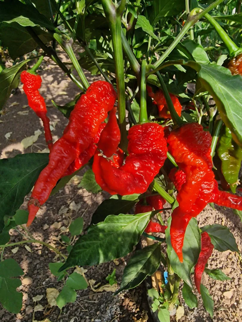 Mantis Claw Red Chilli Seeds - Image 11