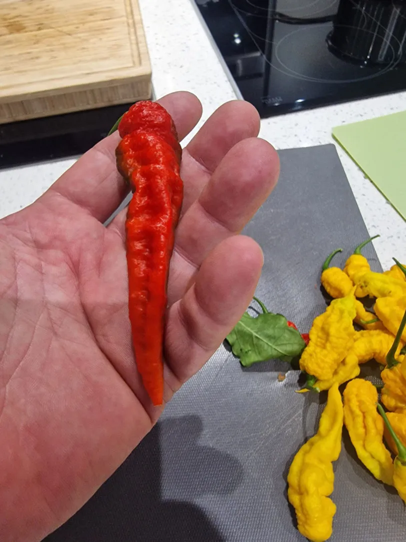 Mantis Claw Red Chilli Seeds - Image 12