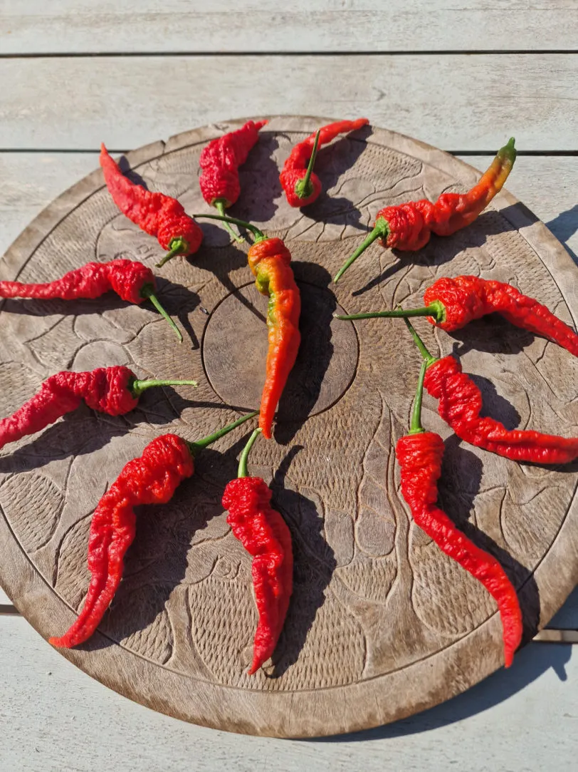 Mantis Claw Red Chilli Seeds - Image 9