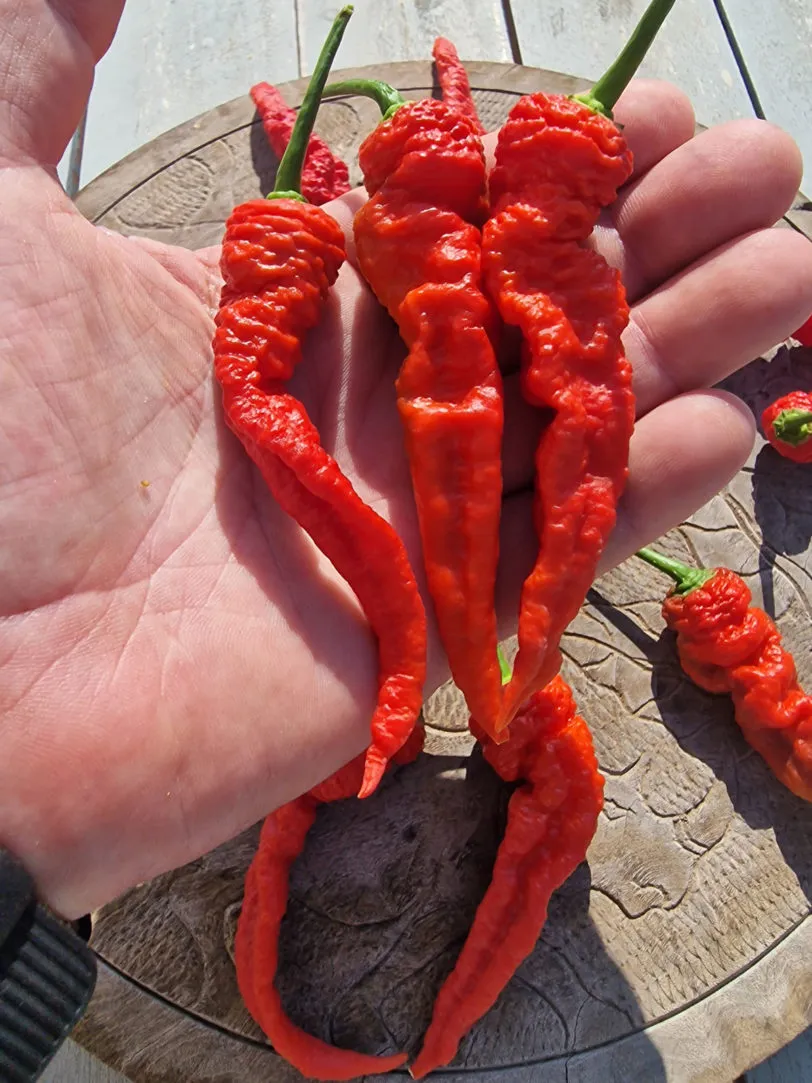 Mantis Claw Red Chilli Seeds - Image 13