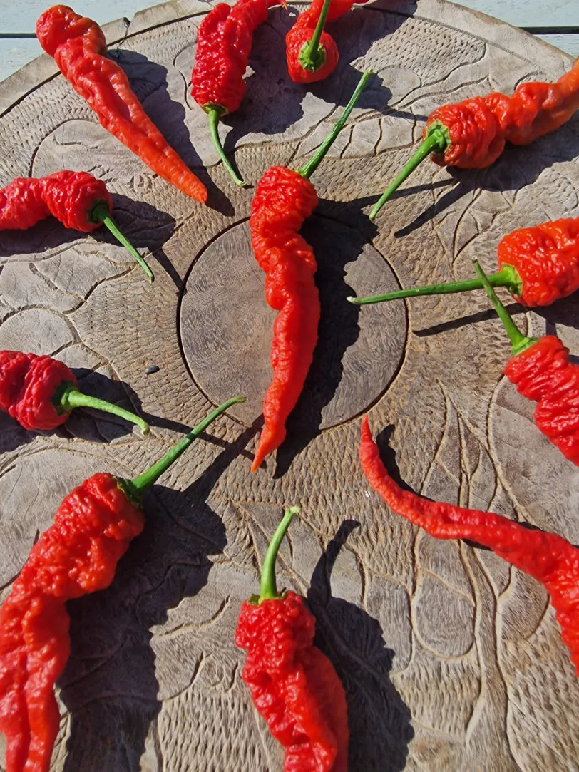 Mantis Claw Red Chilli Seeds - Image 14