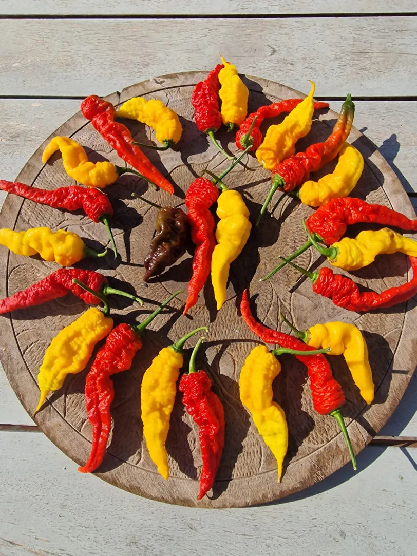 Mantis Claw Yellow Chilli Seeds - Image 3