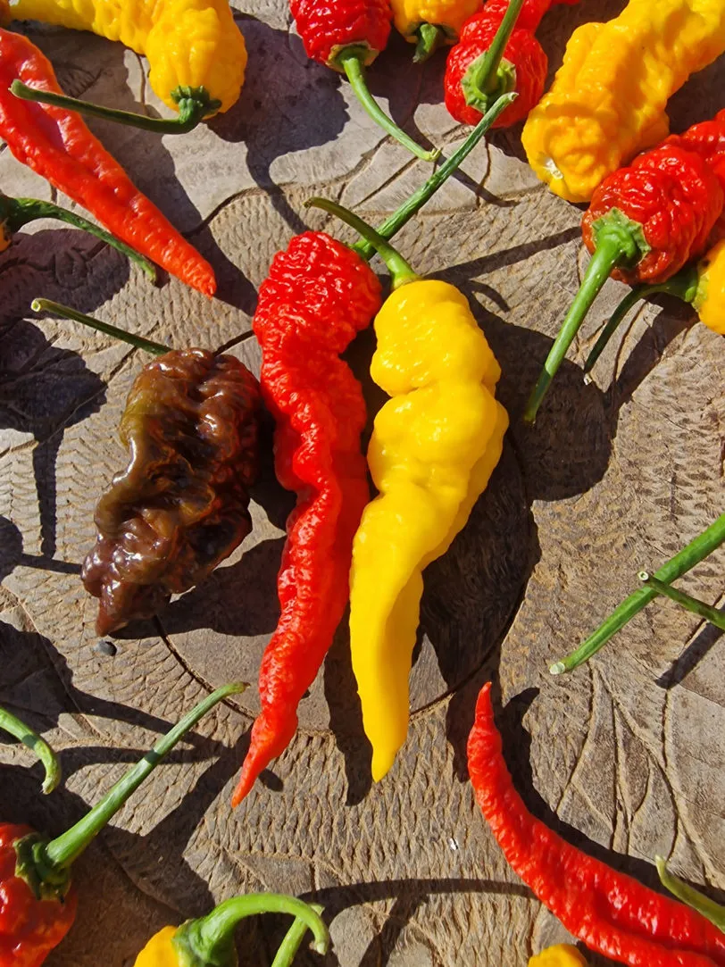 Mantis Claw Yellow Chilli Seeds - Image 6