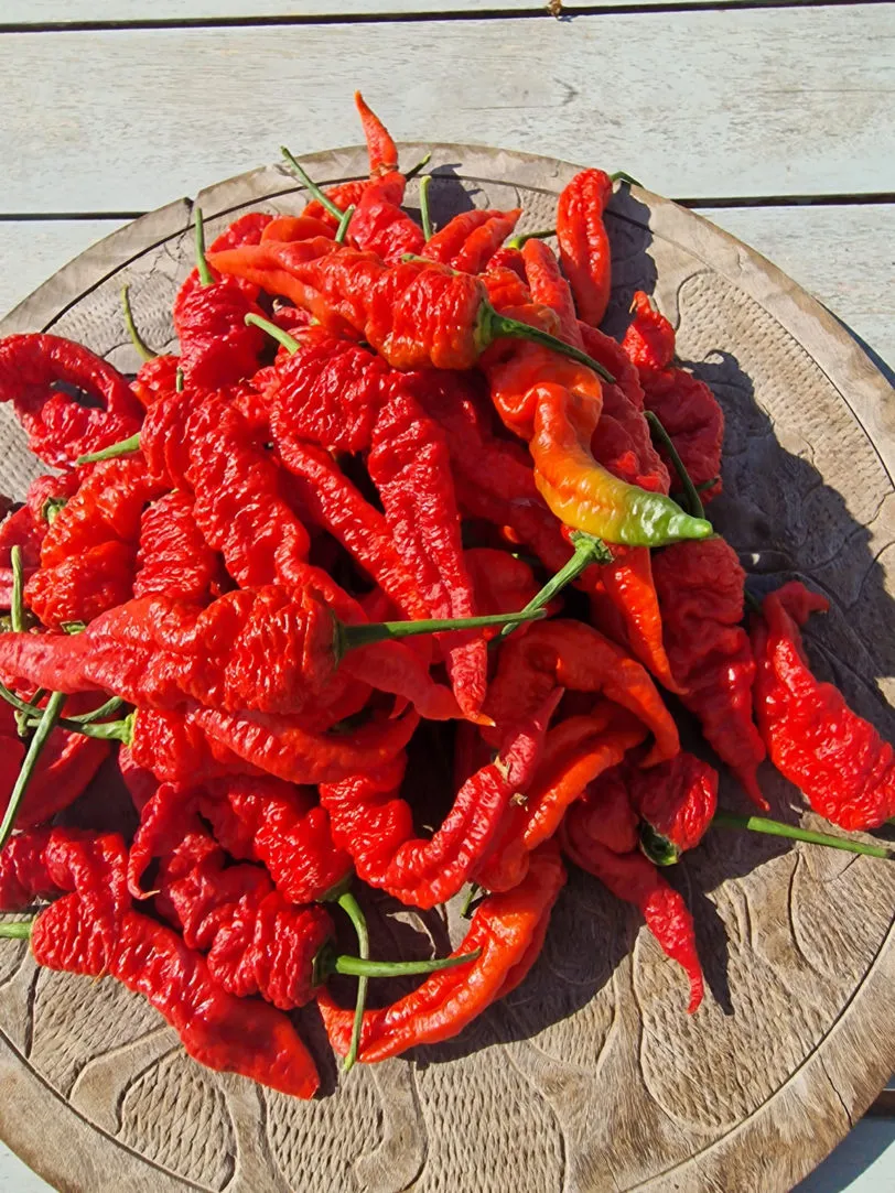 Mantis Claw Red Chilli Seeds