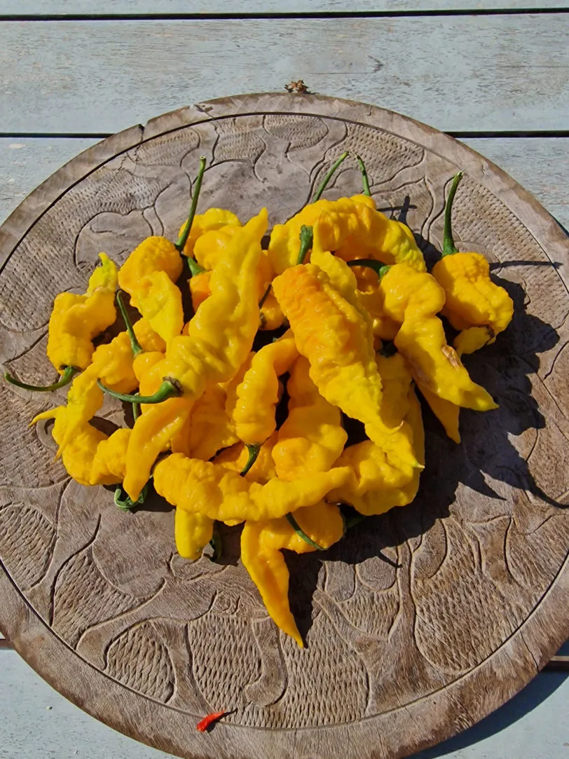 Mantis Claw Yellow Chilli Seeds