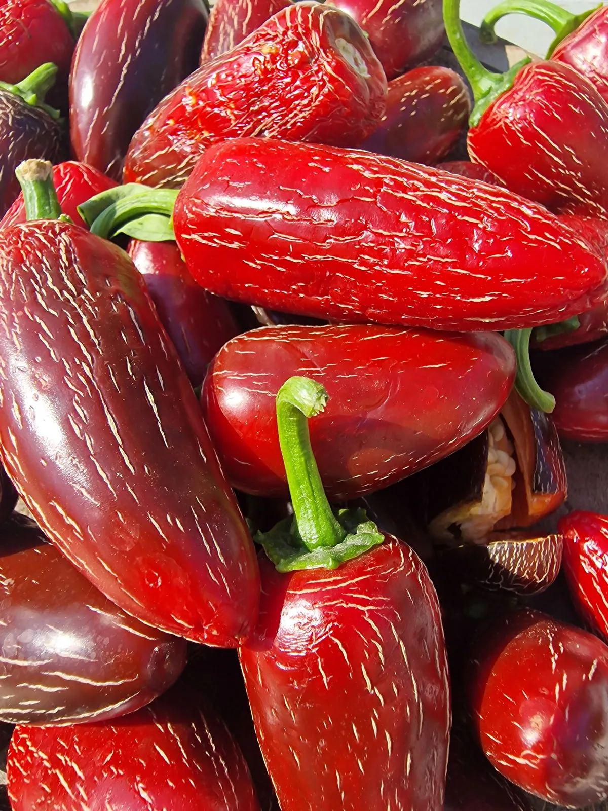 Craigs Grande Jalapeno Chilli Seeds - Image 5