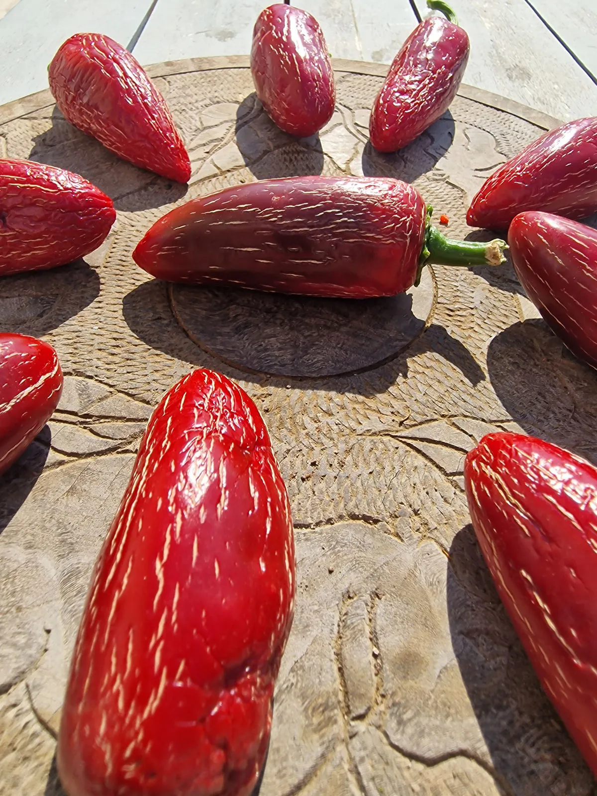 Craigs Grande Jalapeno Chilli Seeds - Image 8