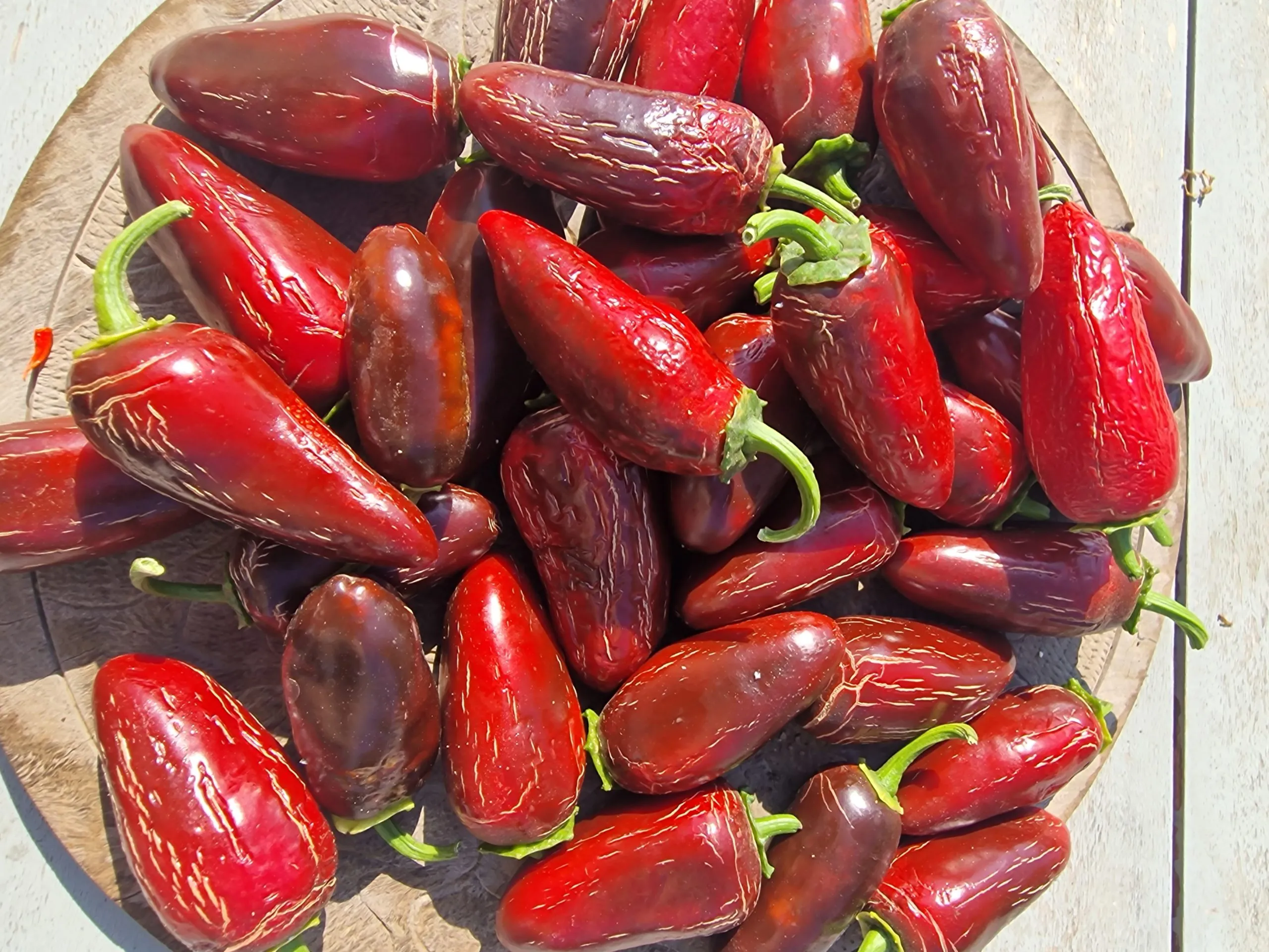 Tam Jalapeno Chilli Seeds - Image 3