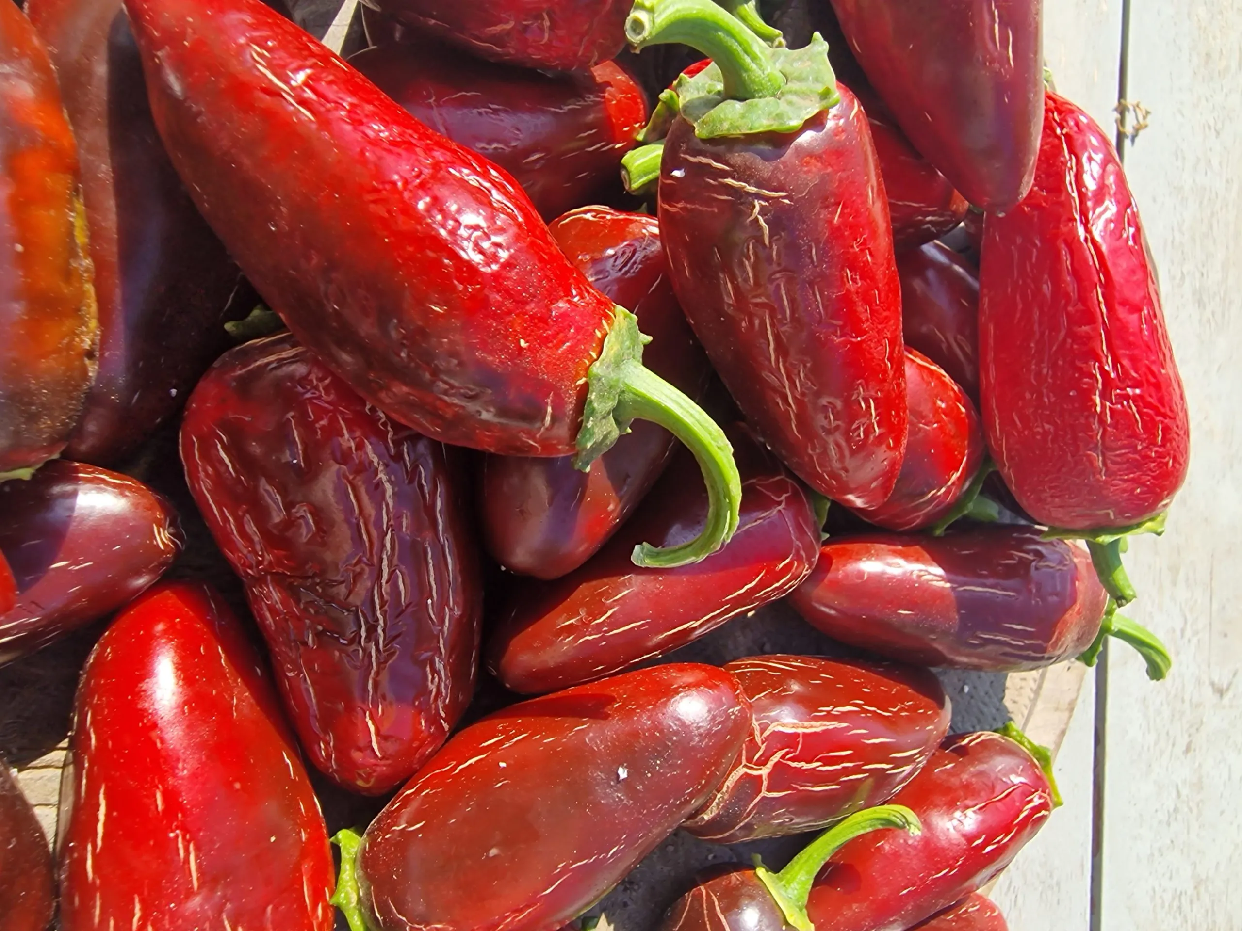 Tam Jalapeno Chilli Seeds - Image 4