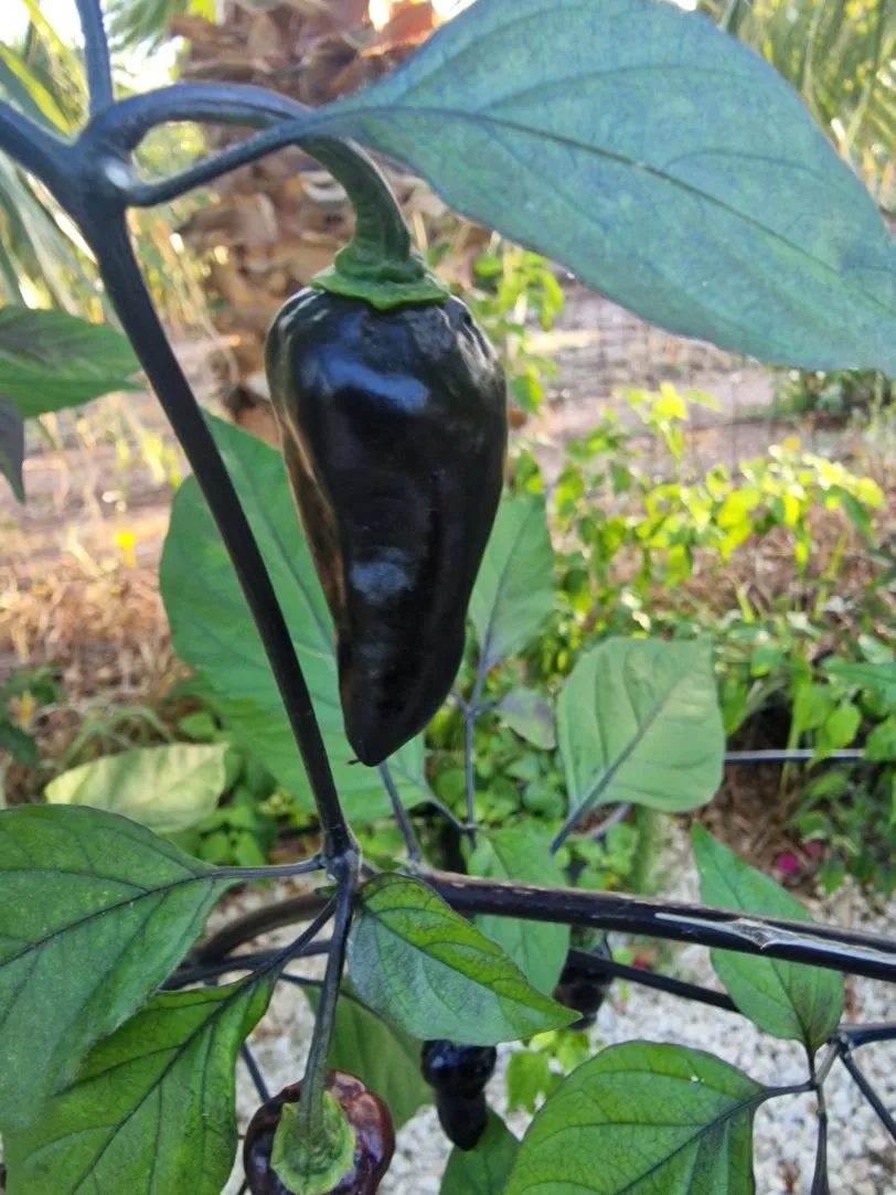 Black Jes Chilli Seeds - Image 3