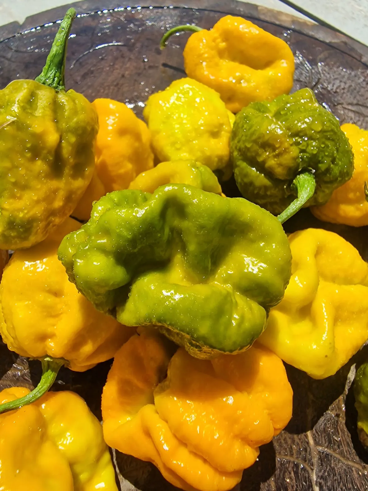 Mustard Monster Chilli Seeds - Image 3