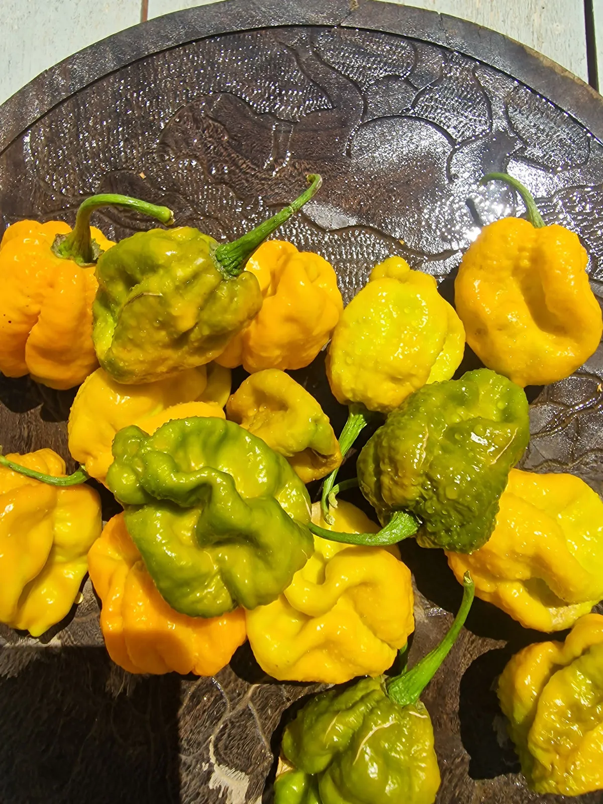 Mustard Monster Chilli Seeds - Image 5