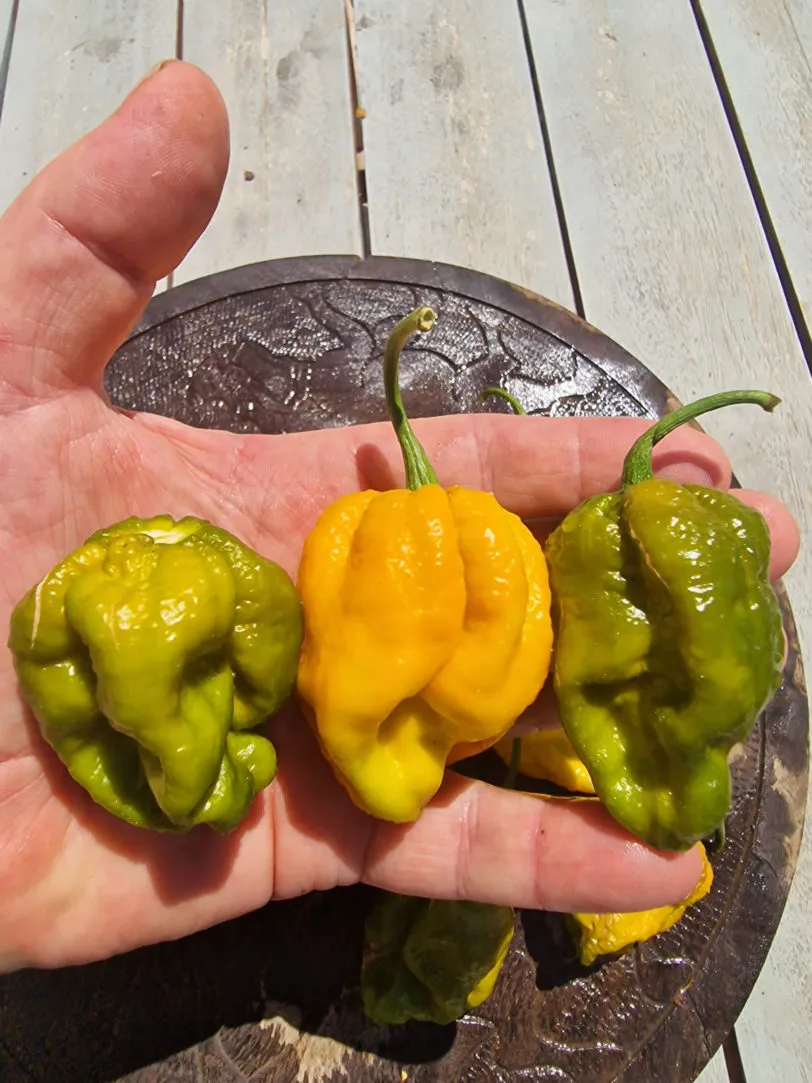 Mustard Monster Chilli Seeds - Image 6