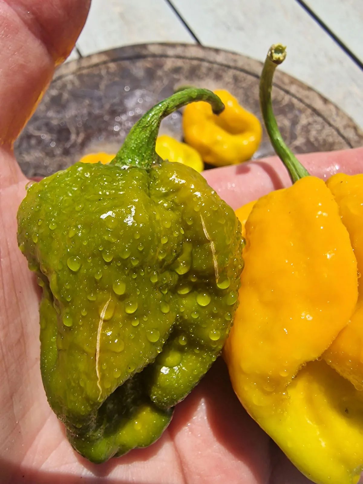 Mustard Monster Chilli Seeds - Image 7