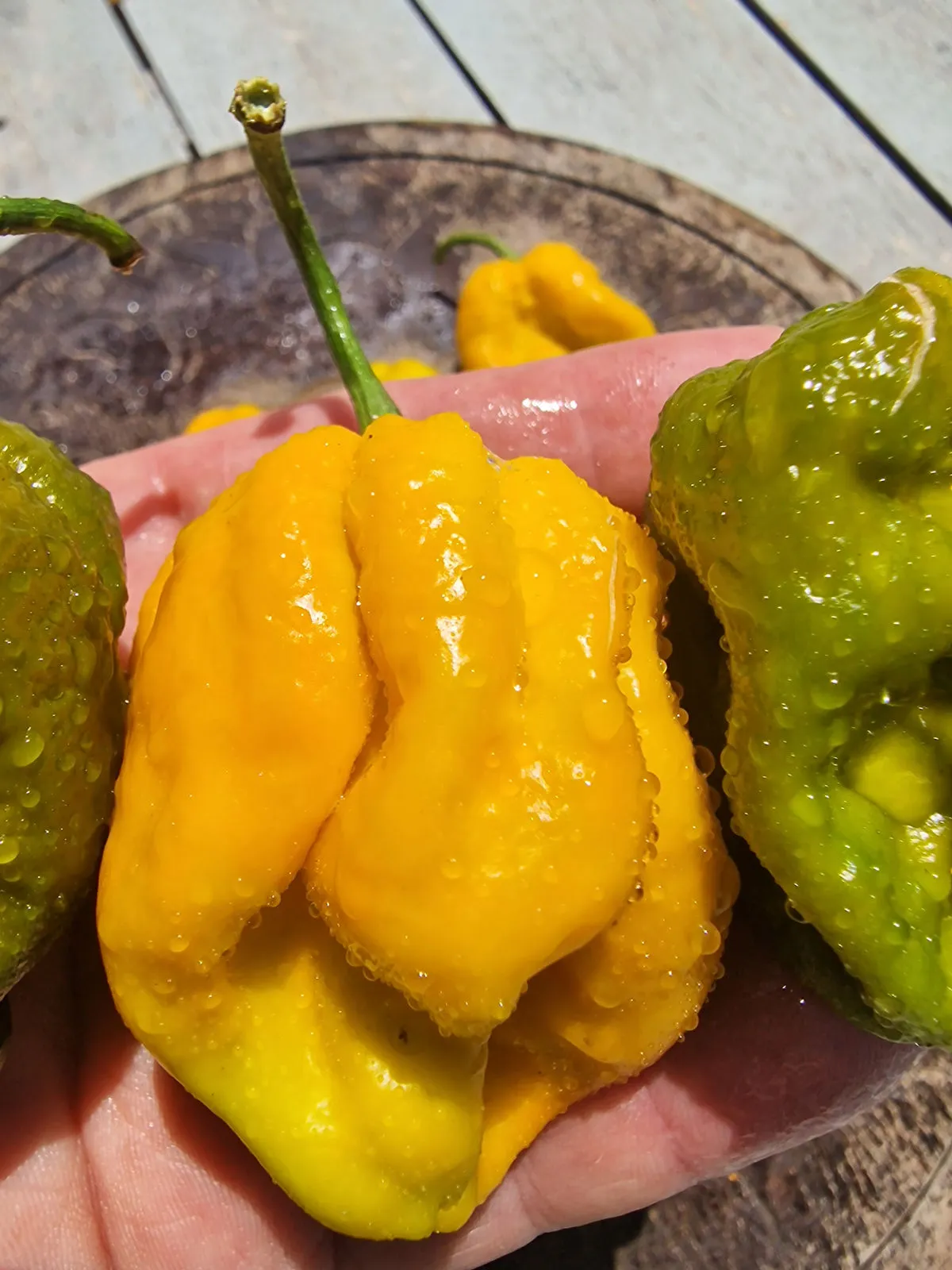 Mustard Monster Chilli Seeds - Image 8