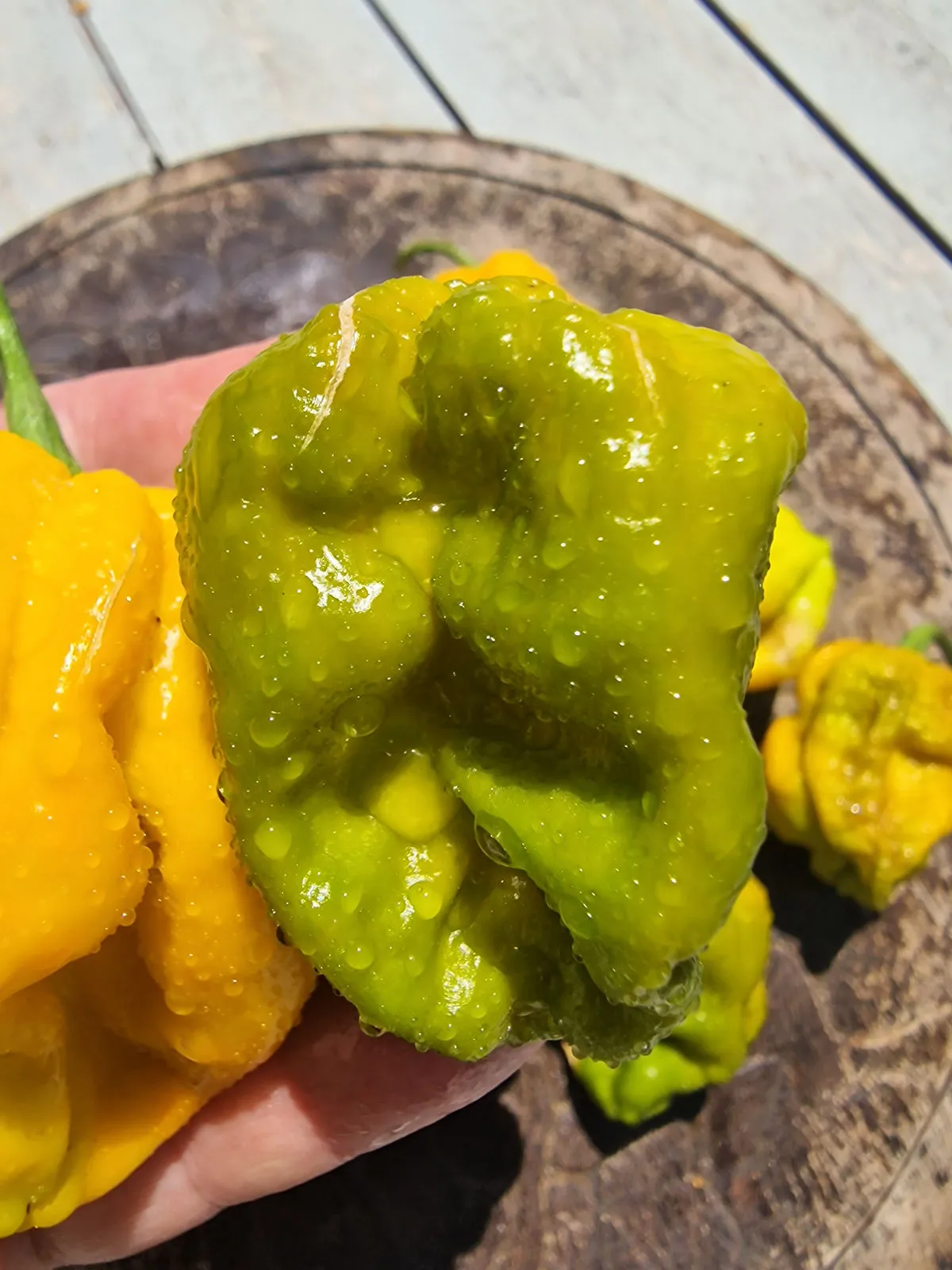 Mustard Monster Chilli Seeds - Image 9