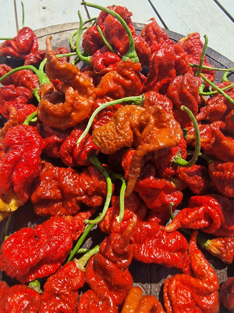 T Rex Chocolate Chilli Seeds - Image 5