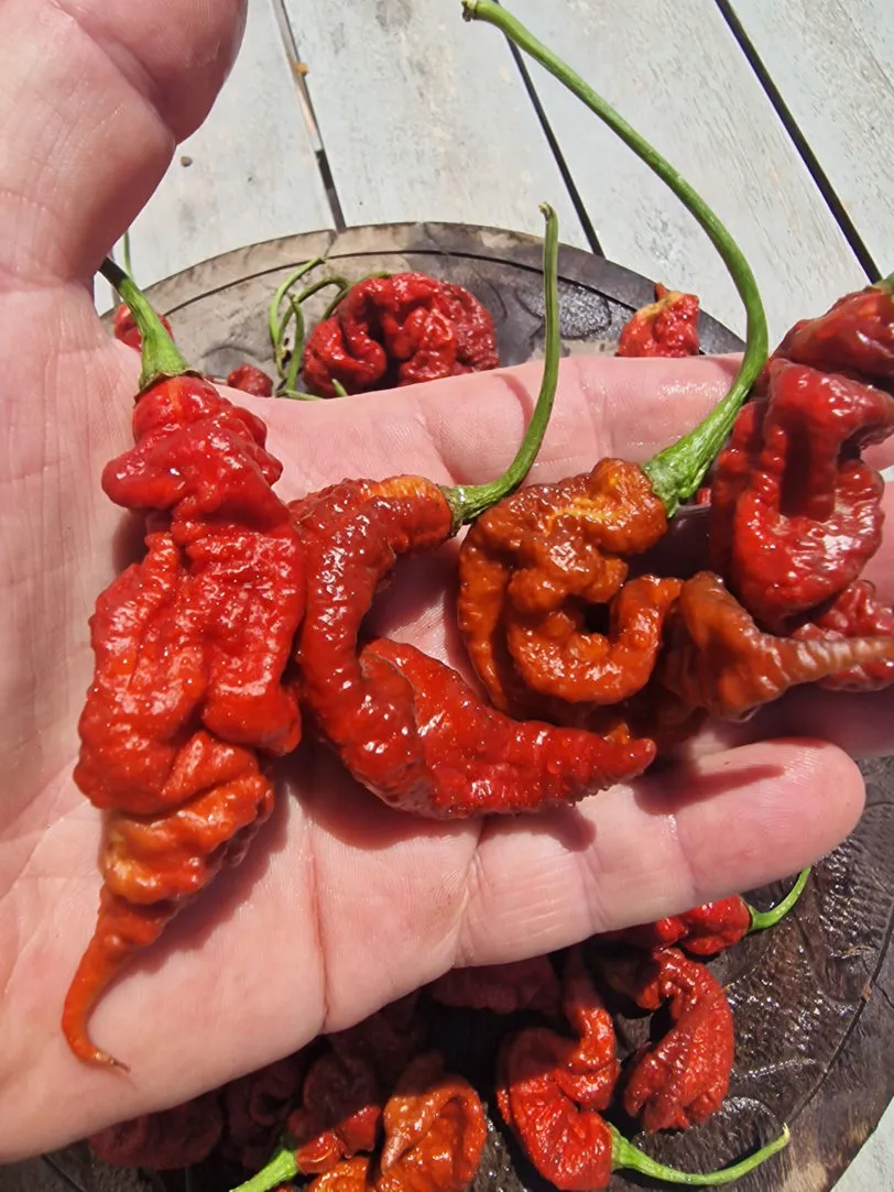 T Rex Chocolate Chilli Seeds - Image 4