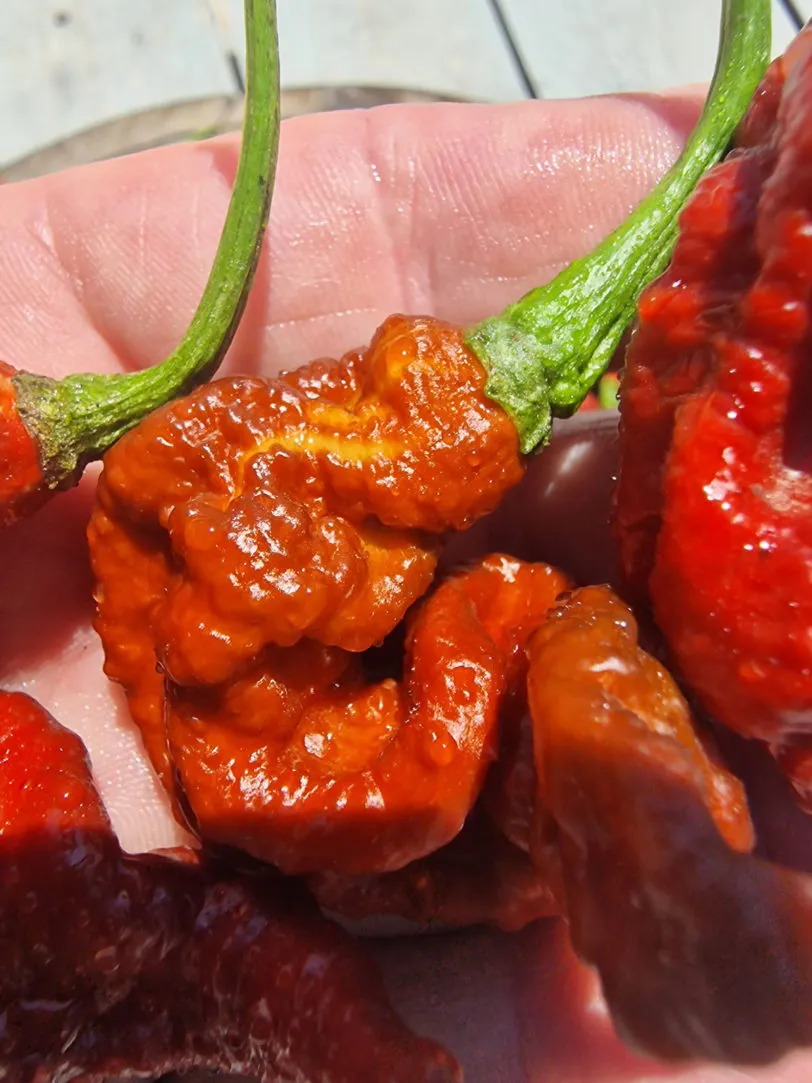 T Rex Chocolate Chilli Seeds - Image 3