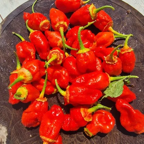BBG Red Chilli Seeds