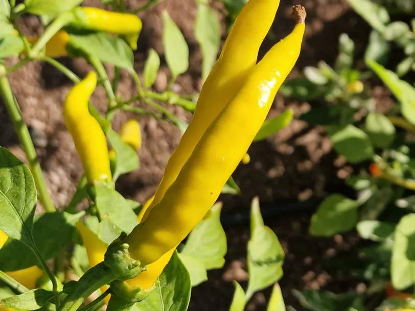Sarit Gat Chilli Seeds - Image 2