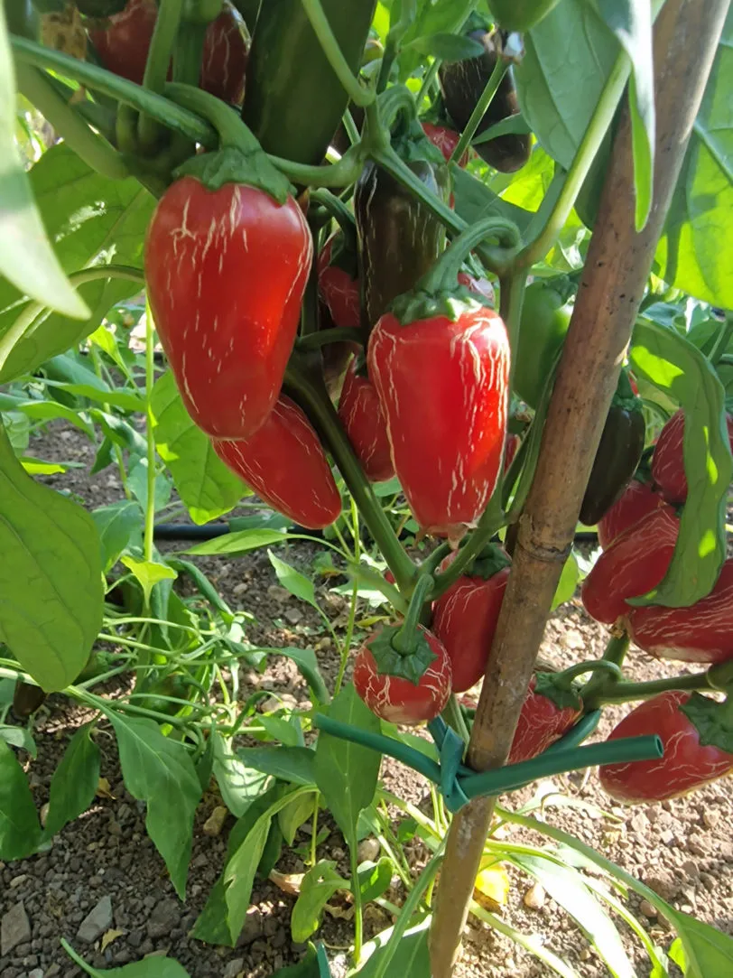 Numex Primavera Jalapeno Chilli Seeds - Image 2