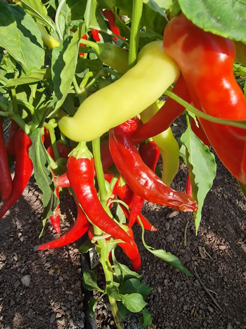 Yesil Tatli Chilli Seeds - Image 2