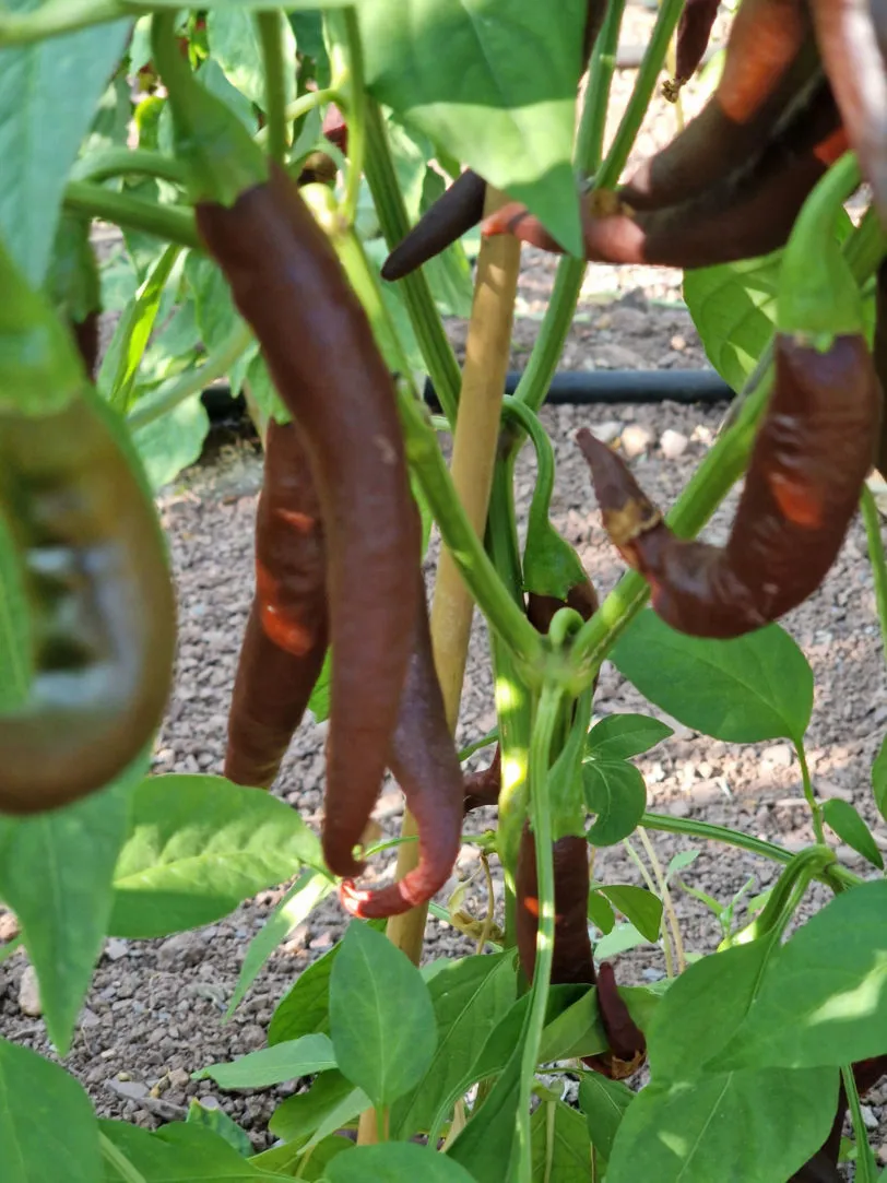 MonteZuma Chilli Seeds - Image 7