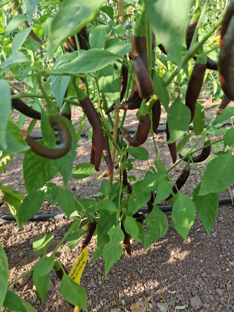 MonteZuma Chilli Seeds - Image 6