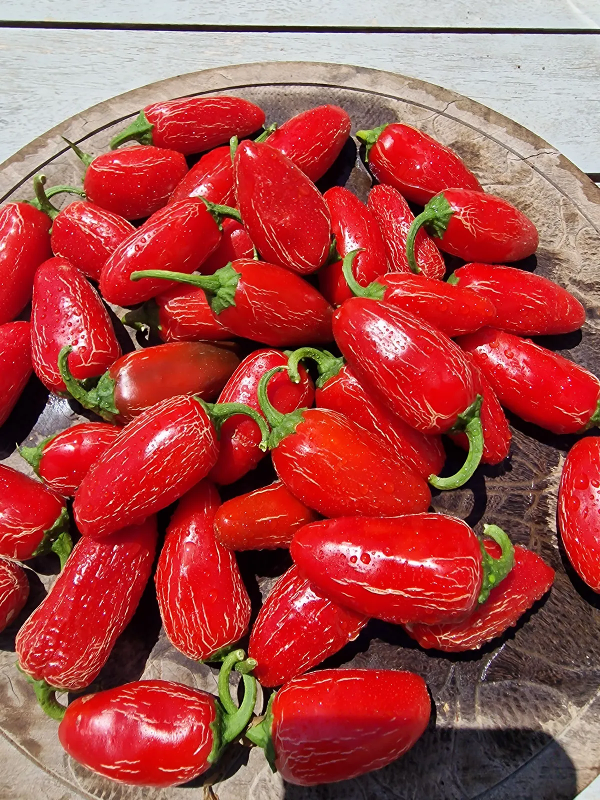 Numex Primavera Jalapeno Chilli Seeds - Image 3