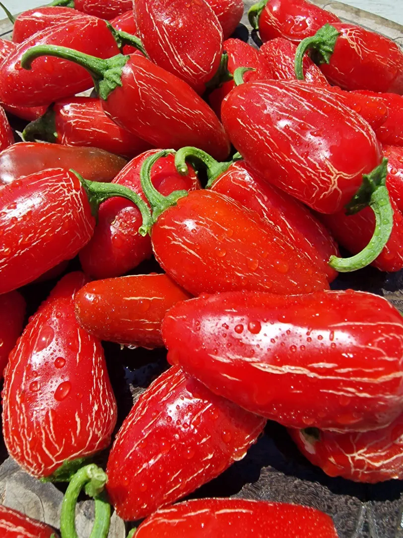 Numex Primavera Jalapeno Chilli Seeds - Image 4