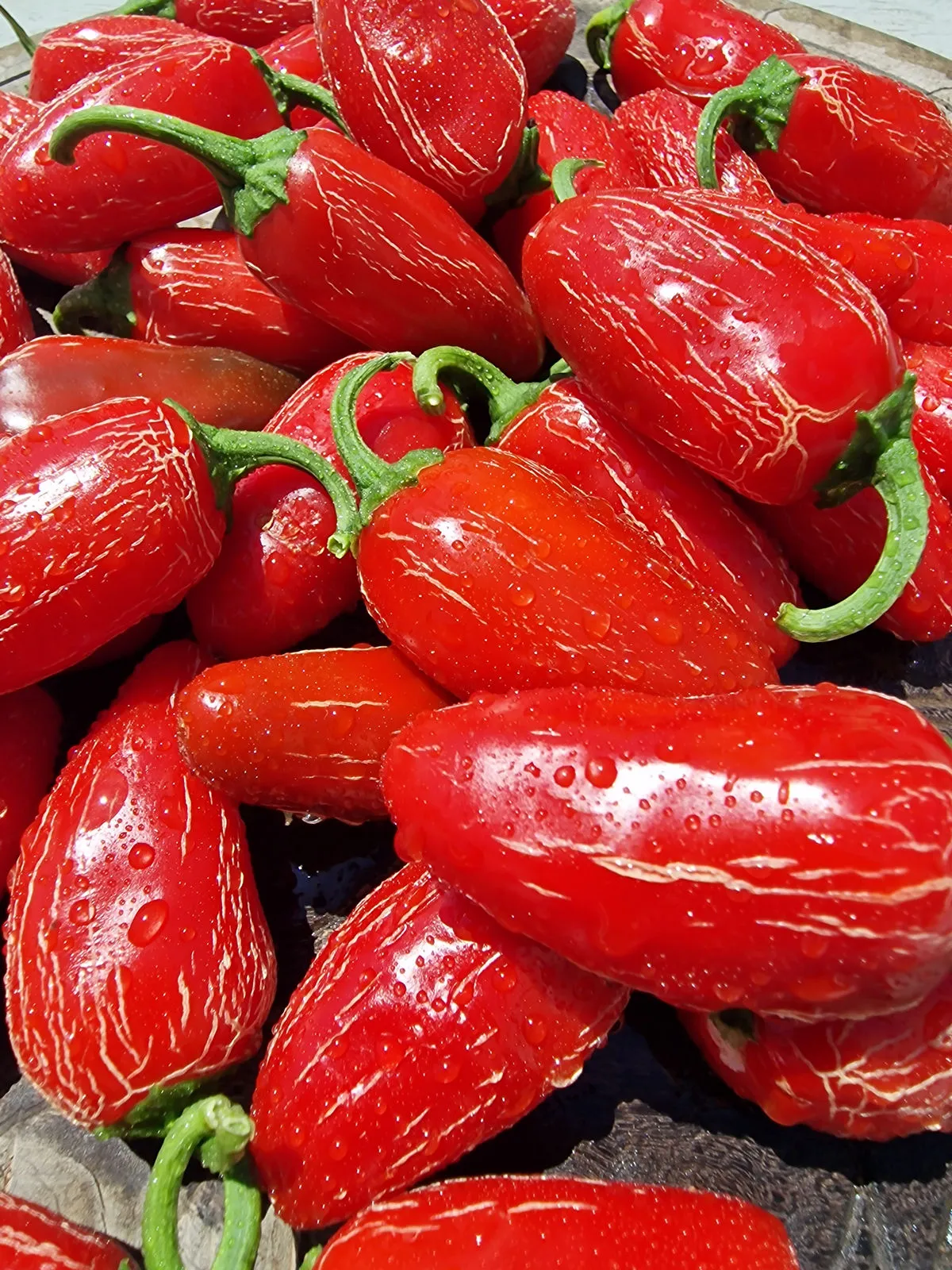 Numex Primavera Jalapeno Chilli Seeds - Image 4