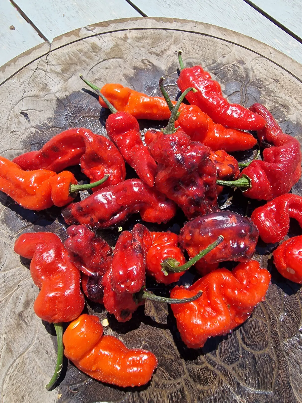 Purple Pinger Red Chilli Seeds - Image 11