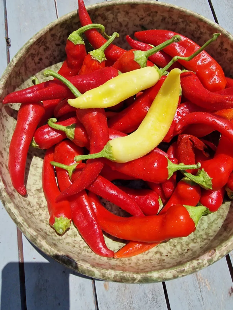 Yesil Tatli Chilli Seeds - Image 4