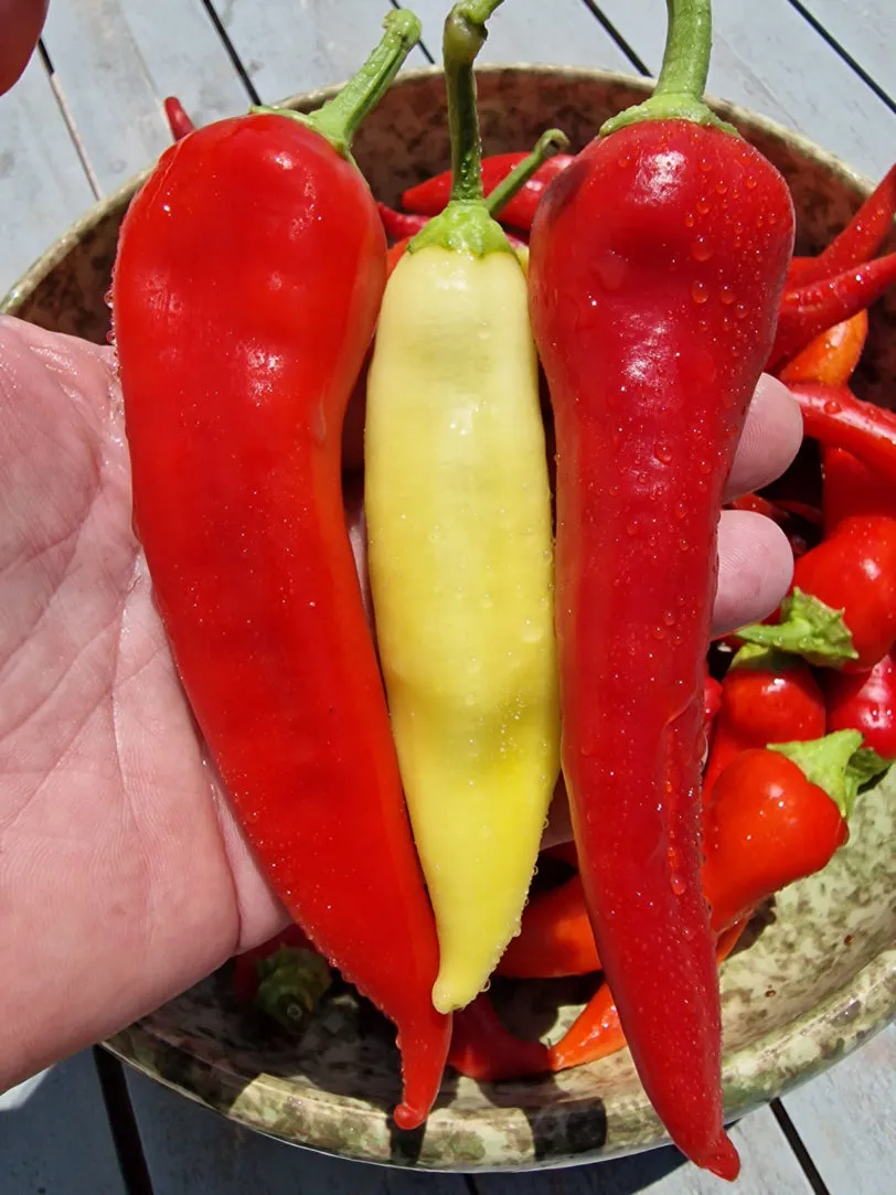 Yesil Tatli Chilli Seeds - Image 5
