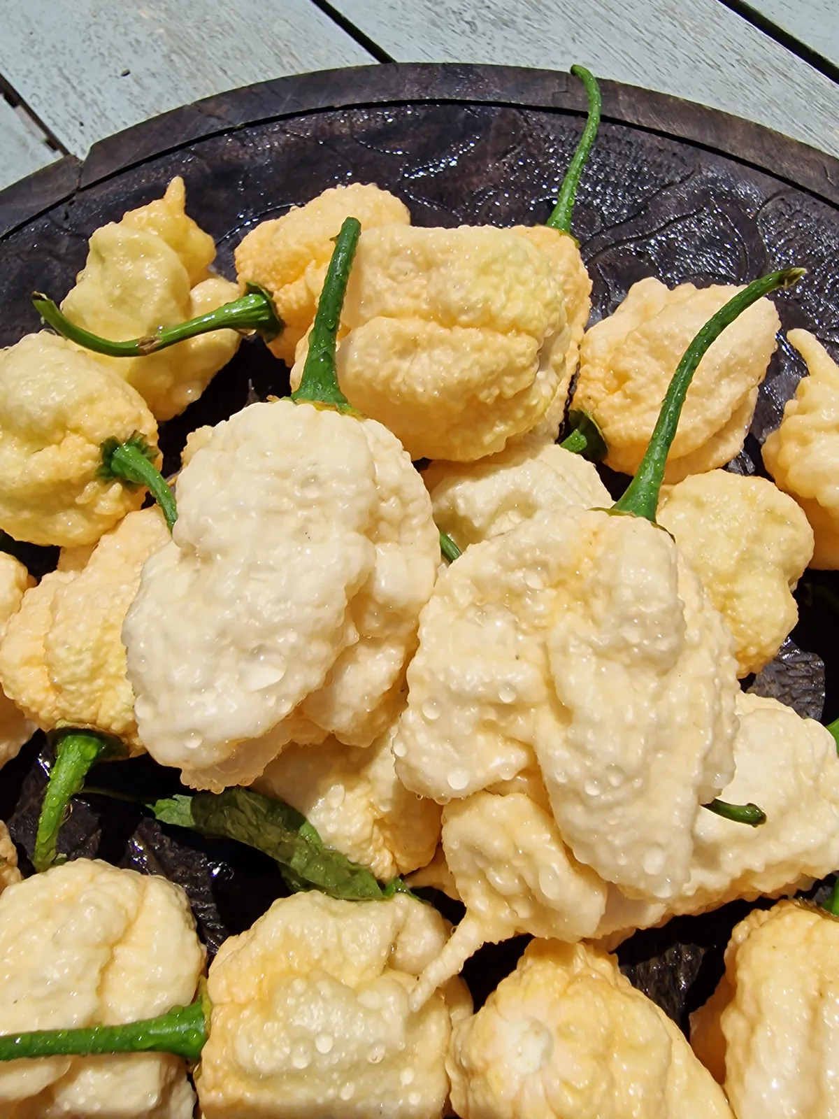 Star Scream Chilli Seeds - Image 4