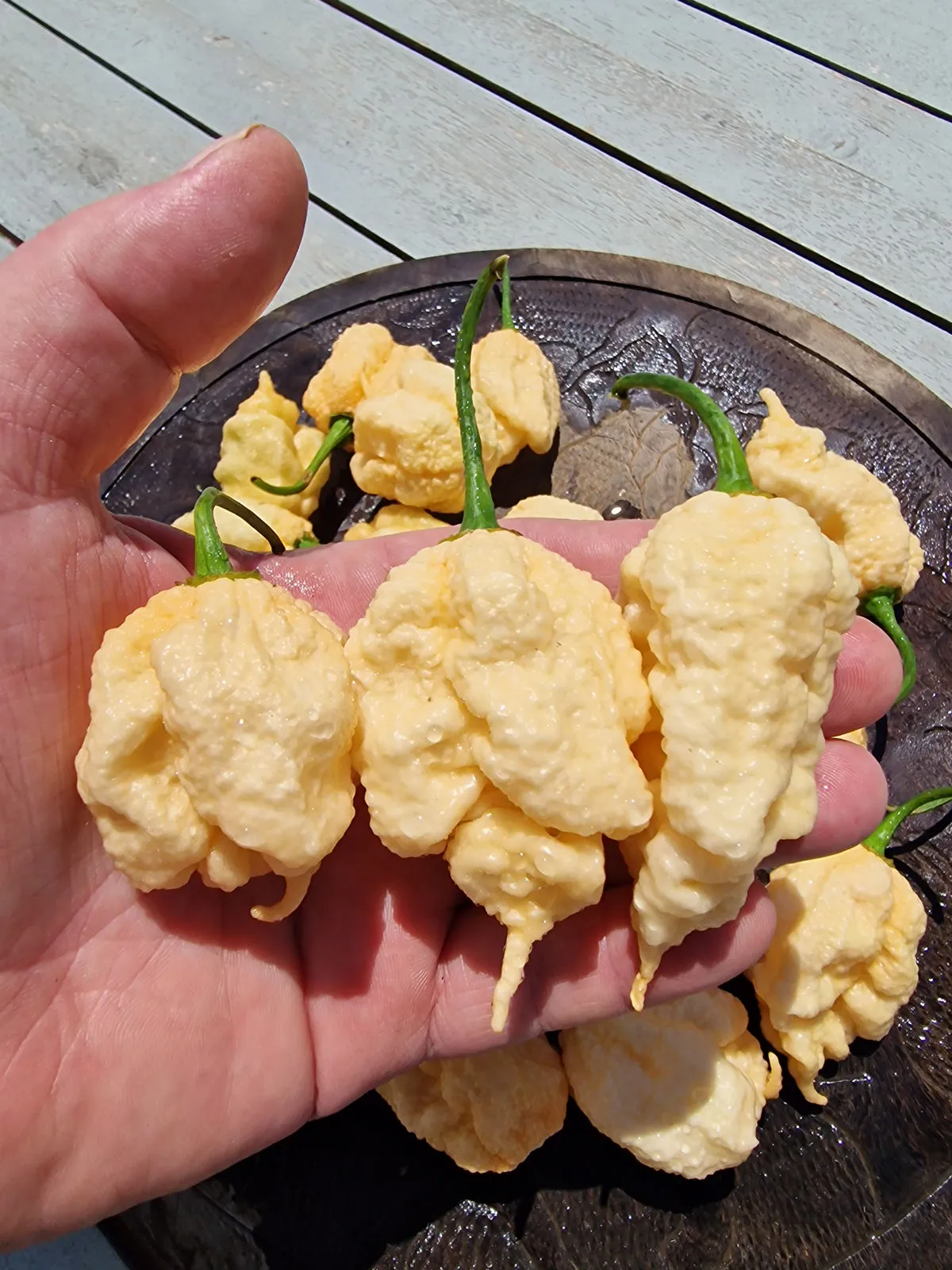 Star Scream Chilli Seeds - Image 3