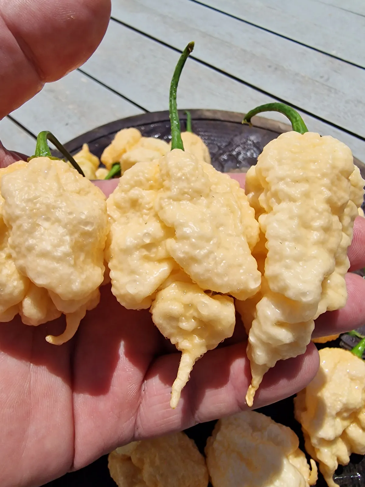 Star Scream Chilli Seeds - Image 5