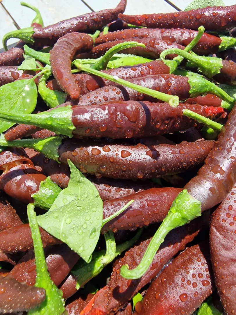 MonteZuma Chilli Seeds - Image 4