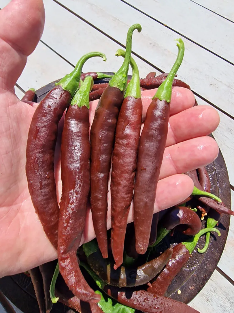 MonteZuma Chilli Seeds - Image 3