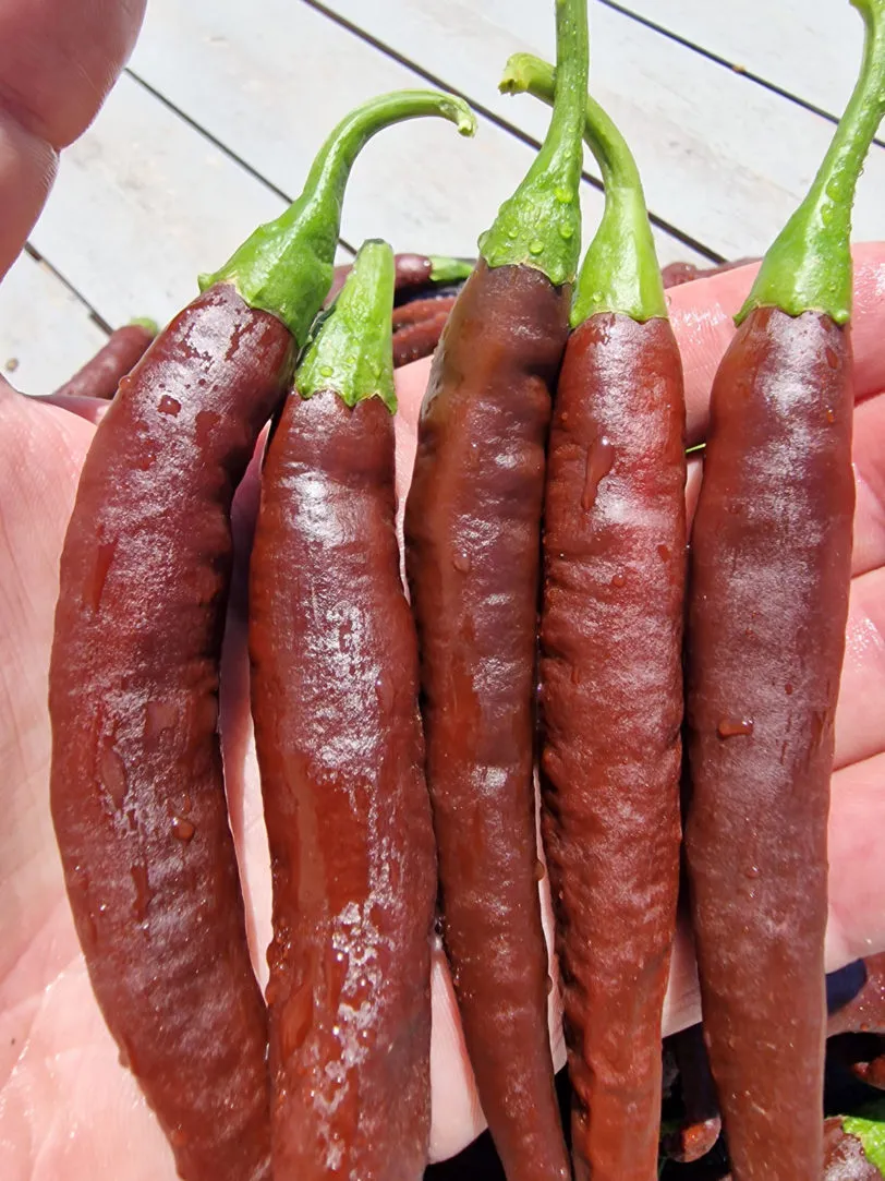 MonteZuma Chilli Seeds - Image 2