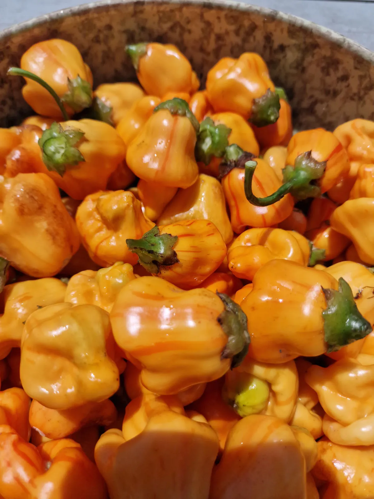 Tangarine Tiger Chilli Seeds - Image 2