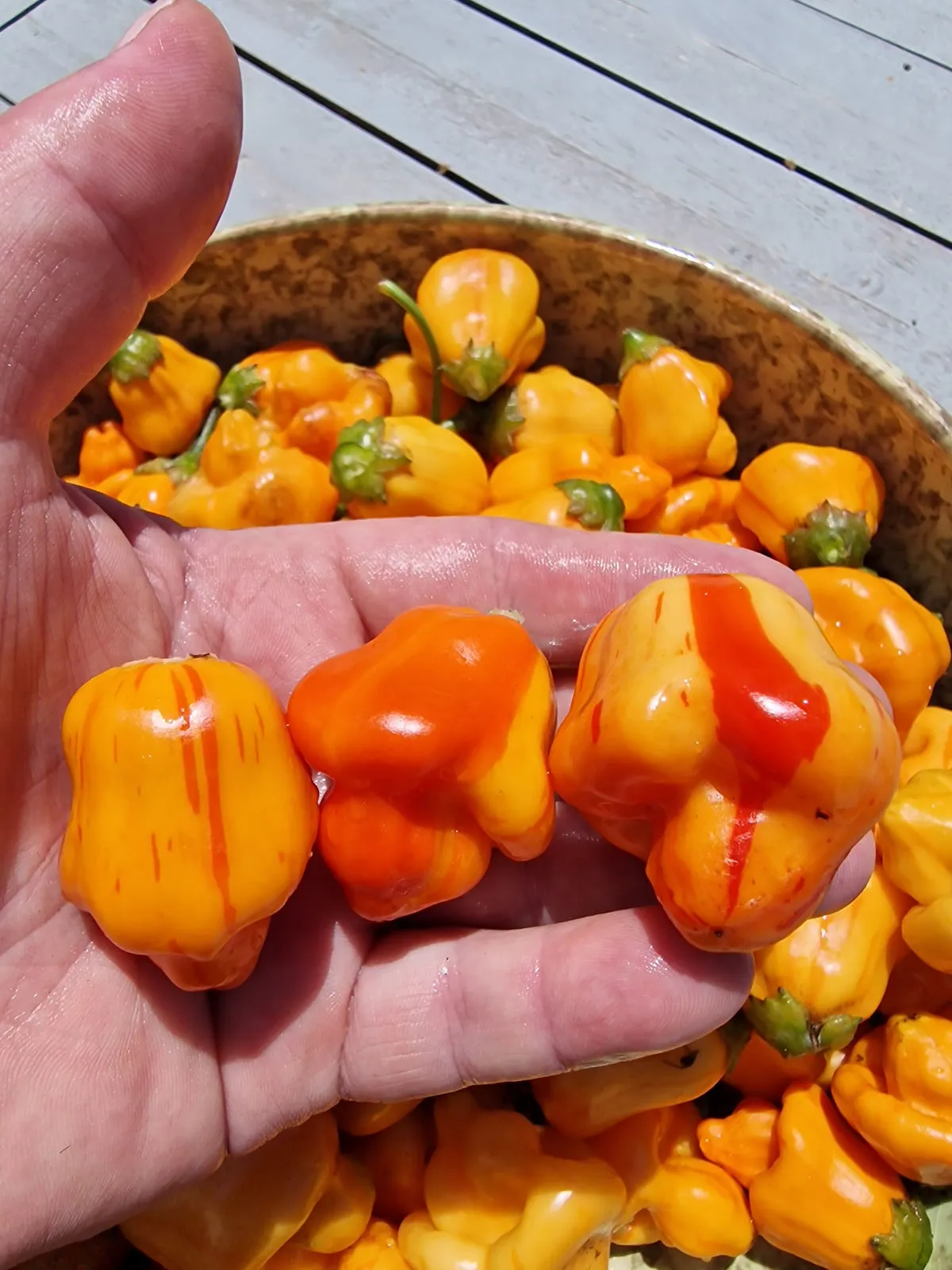 Tangarine Tiger Chilli Seeds - Image 13