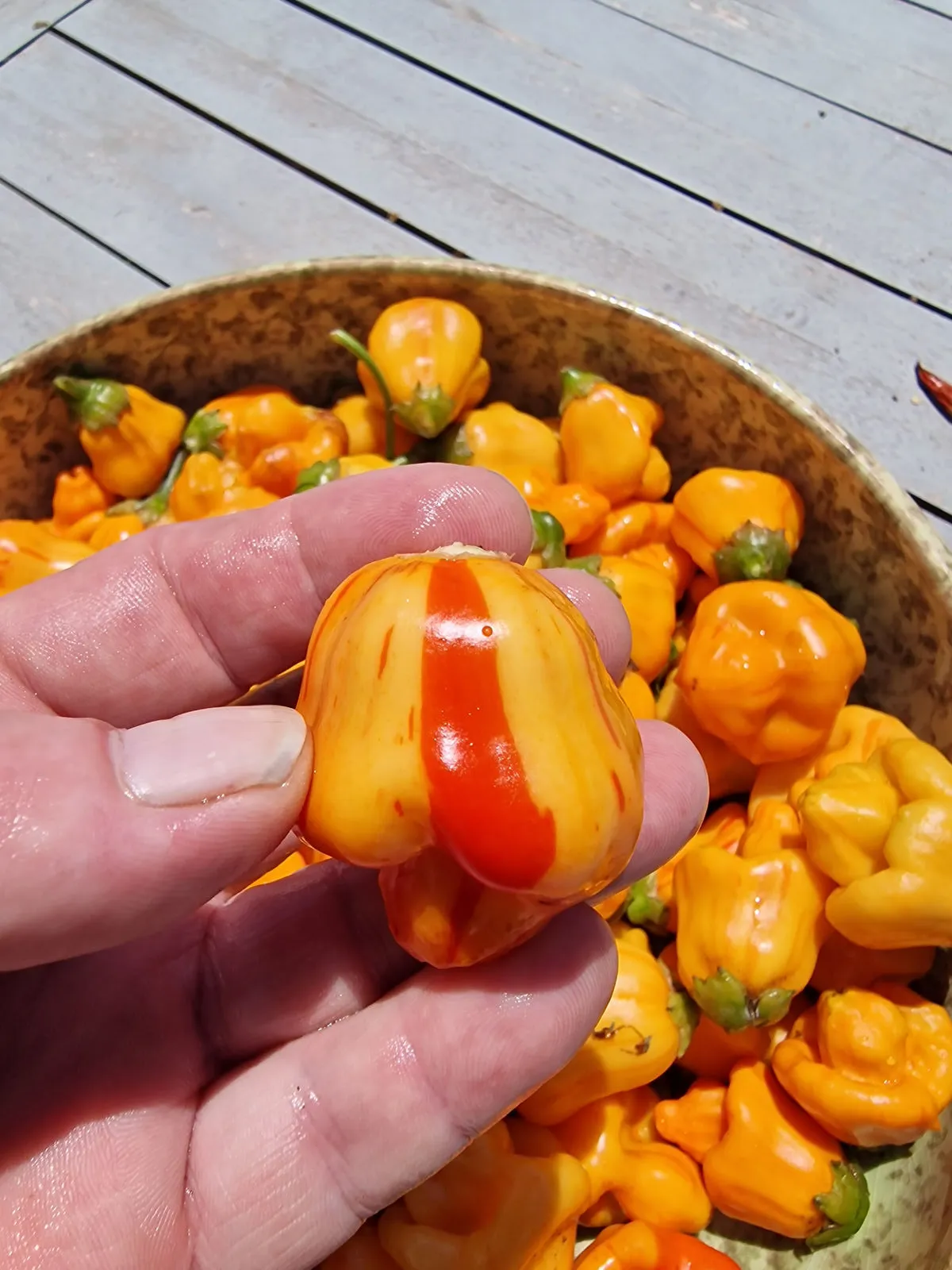 Tangarine Tiger Chilli Seeds - Image 3